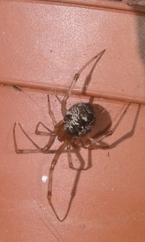 Parasteatoda tepidariorum (Theridiidae)?  Molto probabile